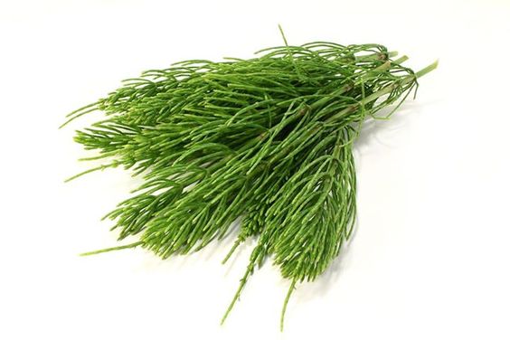 Read This Before You Buy Horsetail Tea for Hair Growth!